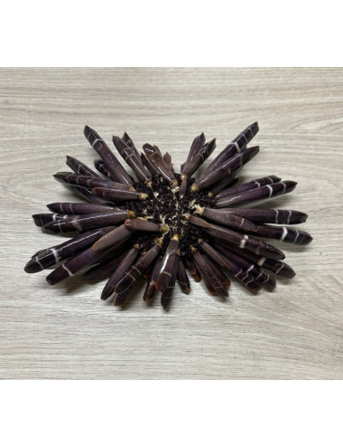 Oursin crayon 17/24cm