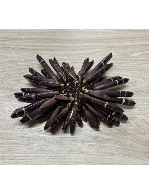 Oursin crayon 17/24cm