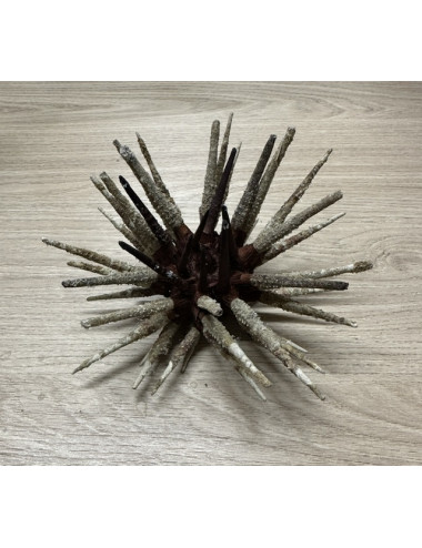 Oursin Prionocidaris 13/16cm