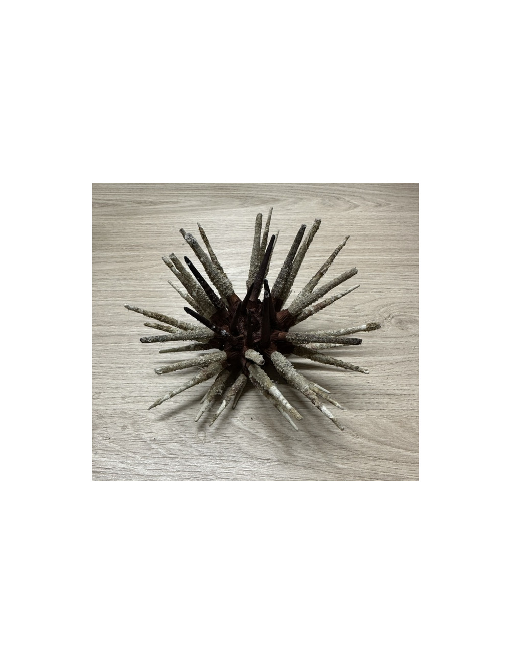 Oursin Prionocidaris 13/16cm